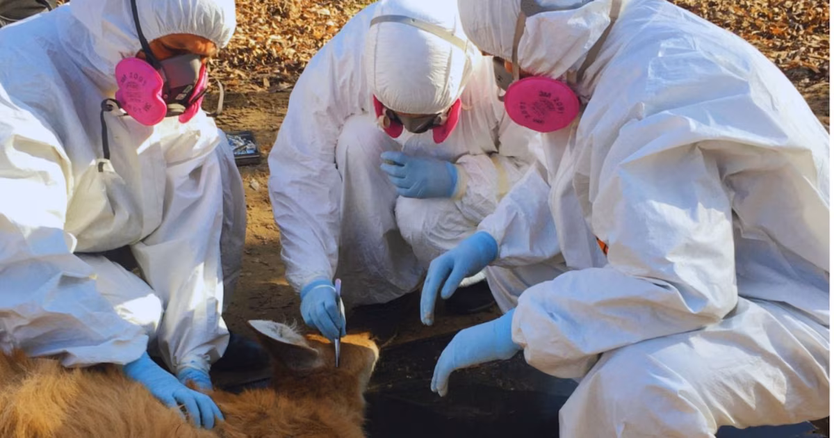 Garrapatas y vida silvestre: descubrimiento genera alerta sanitaria