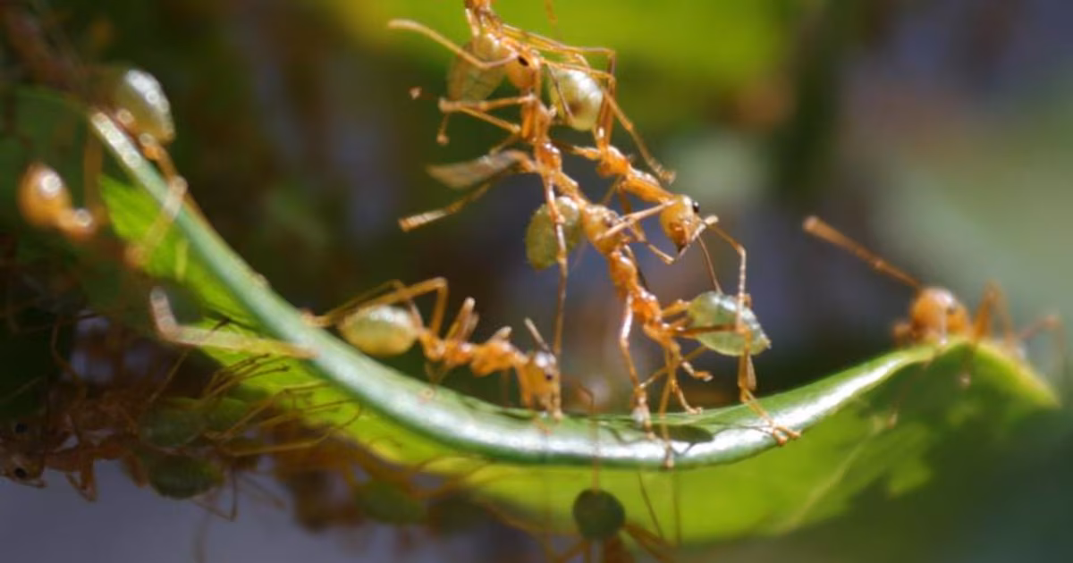 Inteligencia colectiva en la naturaleza: Revelan cómo ‘piensan’ las hormigas tejedoras en grupos