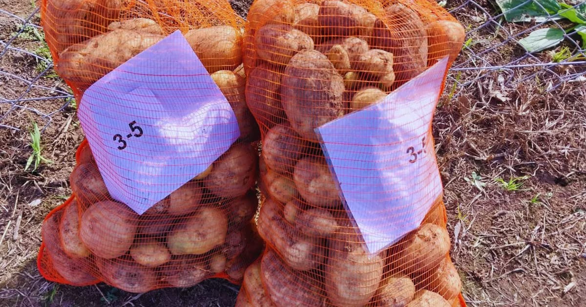 Patatas más resistentes: consiguen proteger el cultivo frente a dos de los virus más dañinos