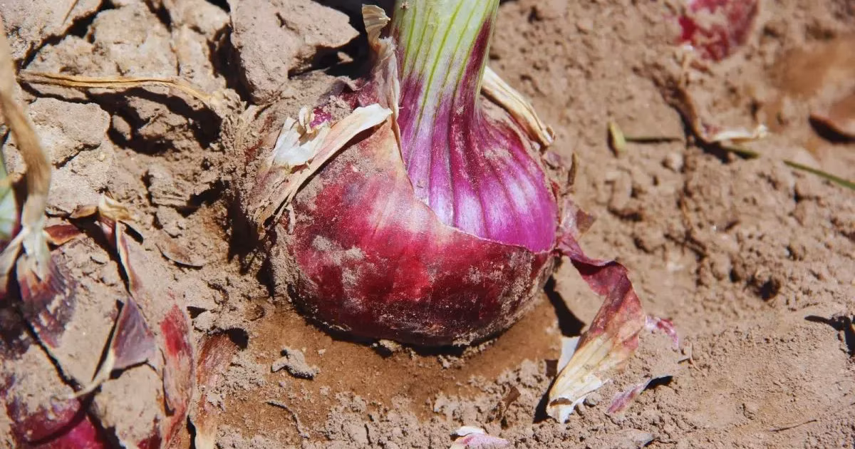 Color intenso y sabor suave: lanzan nuevas cebollas moradas para el mercado de fresco