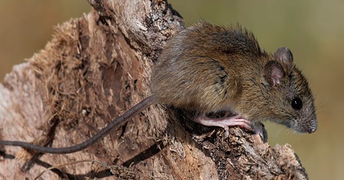 Hantavirus: atención creciente, mayor investigación científica