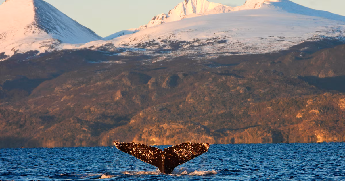 ¿Contribuyeron las cenizas volcánicas de los Andes a la evolución de las ballenas gigantes? Los científicos explican esto