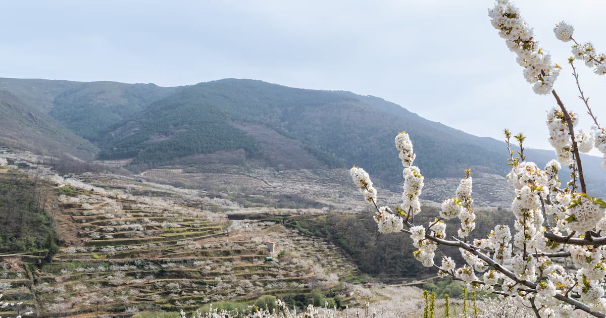 Paisajes del Valle del Jerte: la primavera española con un millón y medio de cerezos en flor se acerca a Japón