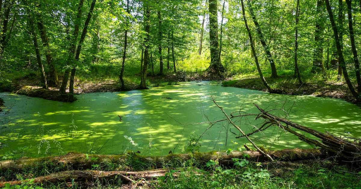 Uno de los secretos mejor guardados de París: un bosque de 600 hectáreas a 30 minutos de la capital donde se puede practicar senderismo