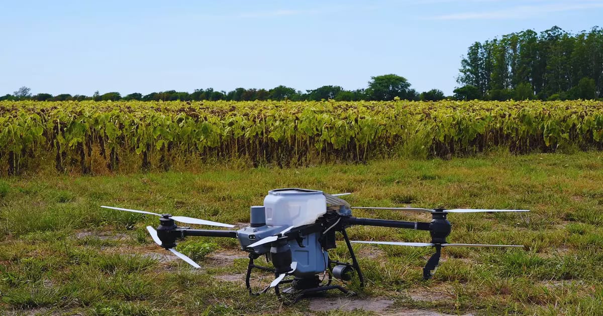 Drones y algoritmos: Consiguieron reducir a más de la mitad el uso de nitrógeno de los girasoles
