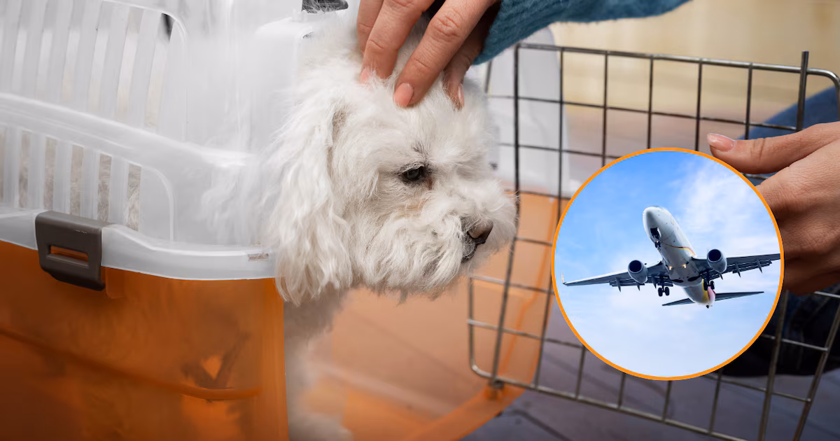 Más de 15.000 personas exigen que el Reino Unido permita animales en las cabinas de los aviones: aquí está su respuesta