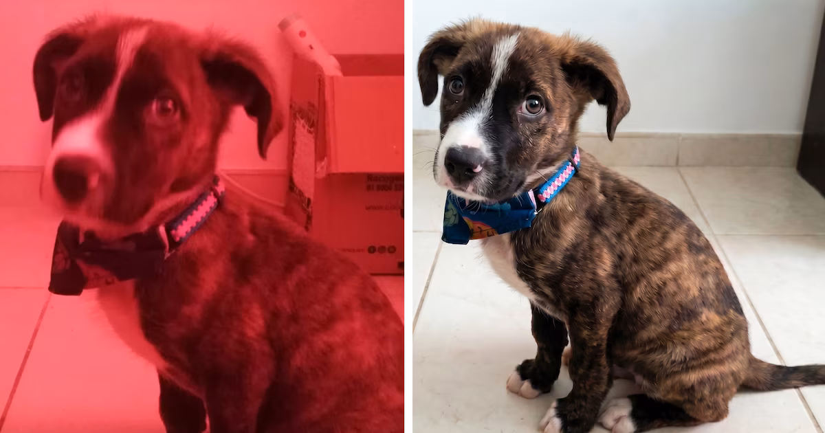 Pasos para recuperar fotos antiguas de familiares o mascotas y obtener imágenes en alta definición
