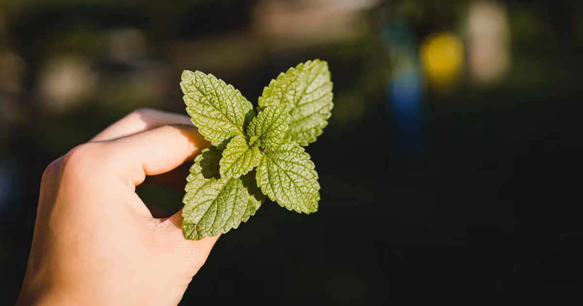 10 beneficios comprobados para la salud de la menta
