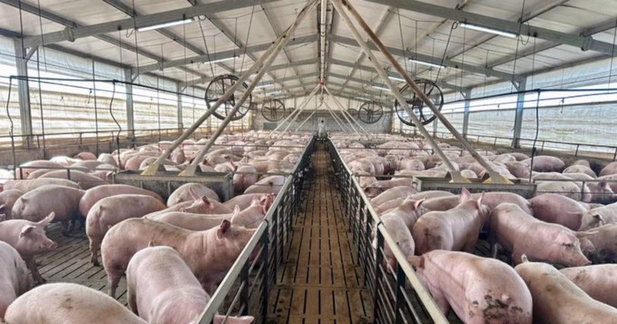 La producción de carne de cerdo aumentó un 15,7% en el primer trimestre