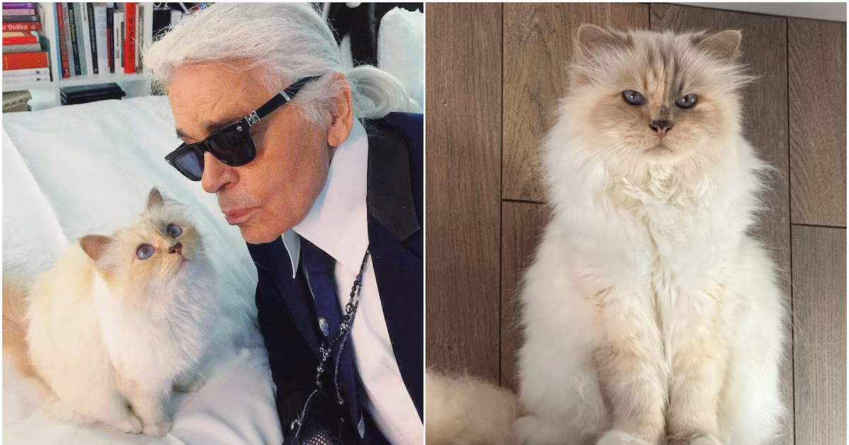 Choupette, la gata de Karl Lagerfeld, aún no ha recibido una herencia millonaria 7 años después de la muerte de su dueño