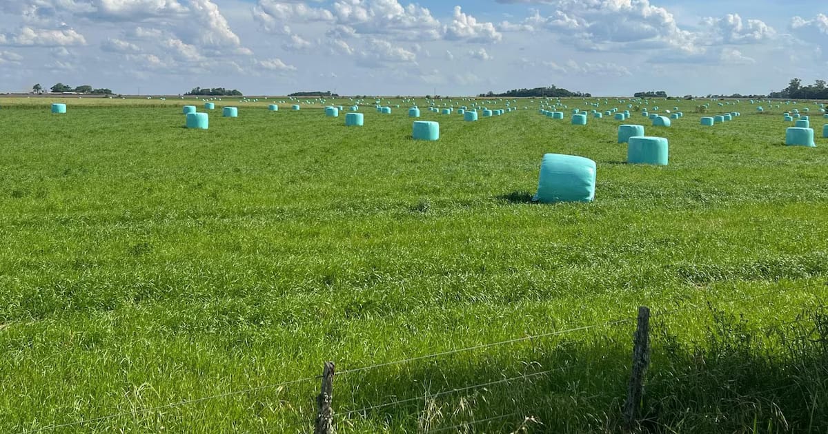 Las exportaciones de alfalfa aumentaron un 90%