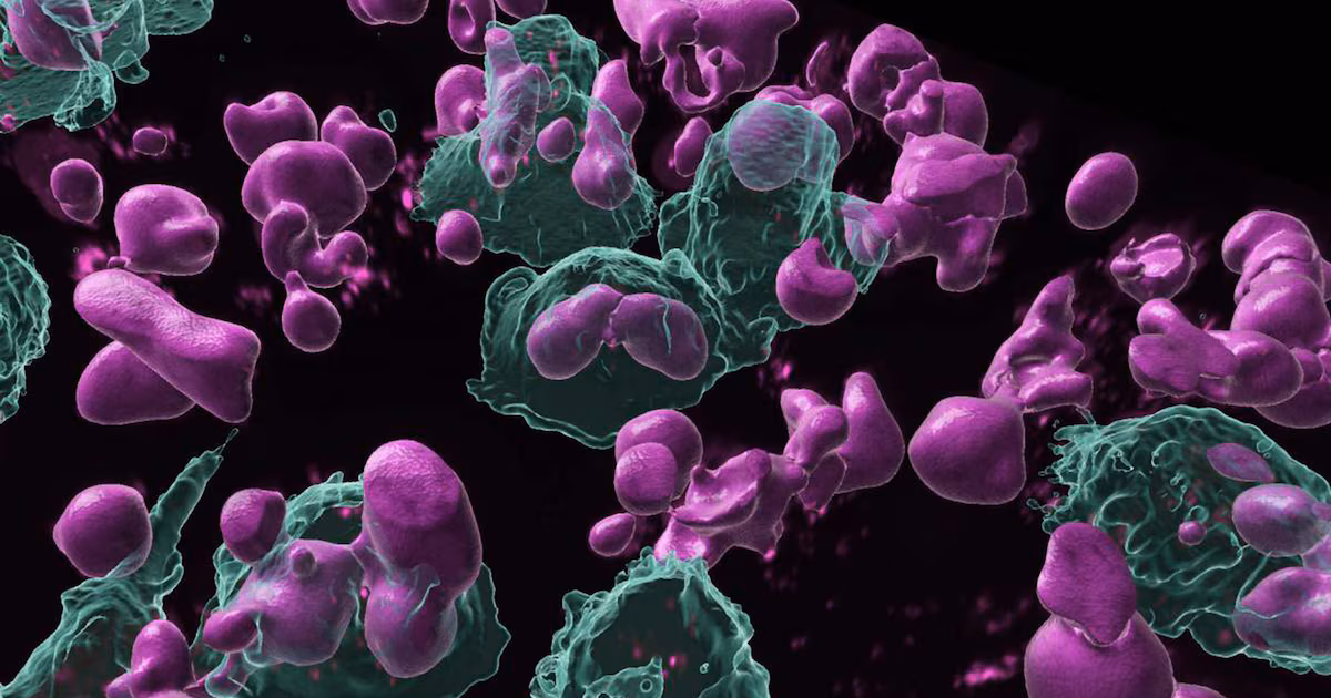 Memoria inmune contra el cáncer: descubren células que pueden ‘recordar’ tumores y atacarlos con anticuerpos