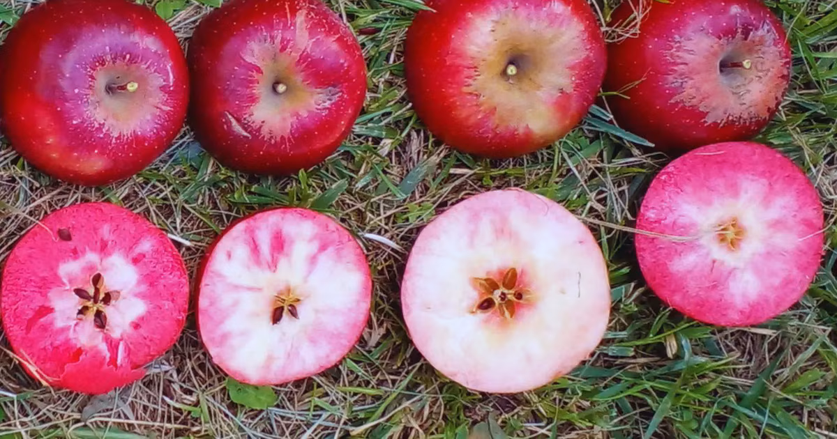 Dentro de la manzana roja: Alto Valle prueba variedades encaminadas a conquistar nuevos mercados