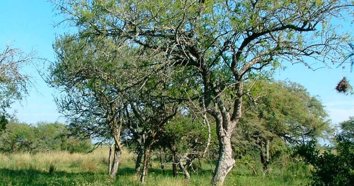 Un mapa para entender mejor el país y brindar más información: 133 ecosistemas identificados en Argentina