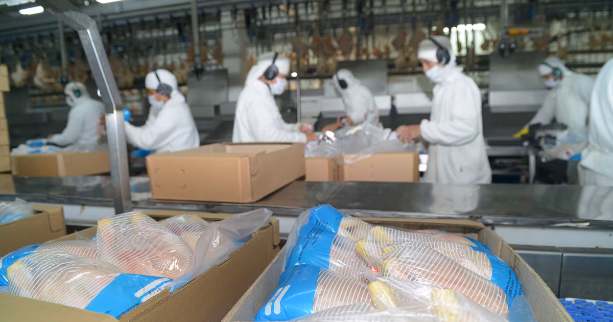Japón reabre las puertas a la producción avícola argentina